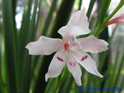 Gladiolus carneus